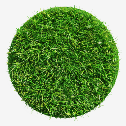 Grass
