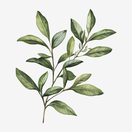 Herb Sprig Illustration