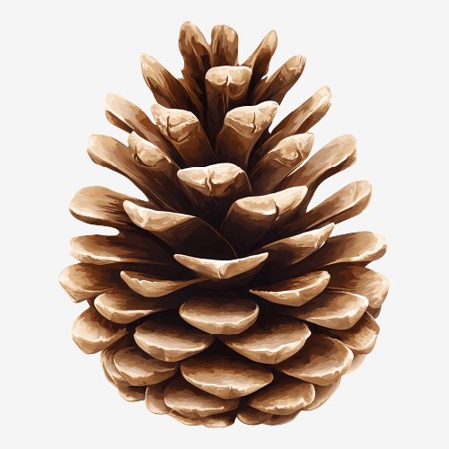Pine Cone