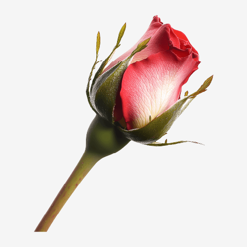 Rose bud