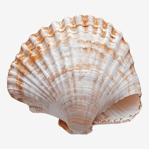 Seashell