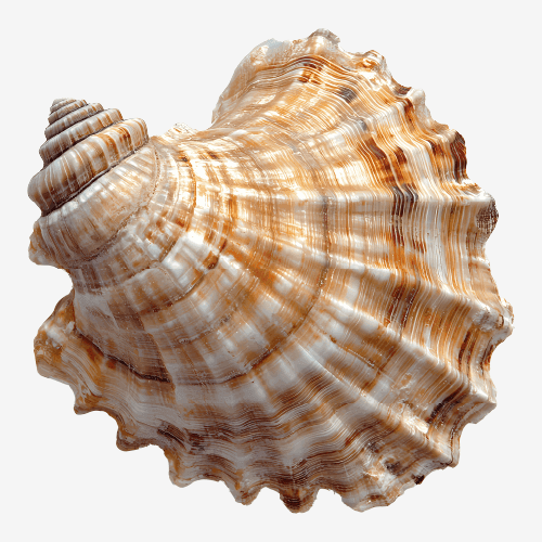 Seashell