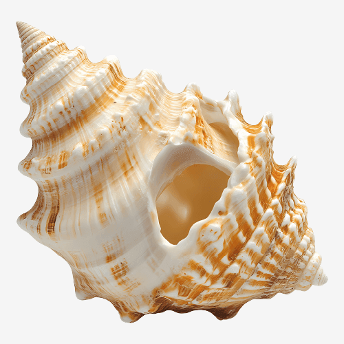 Seashell