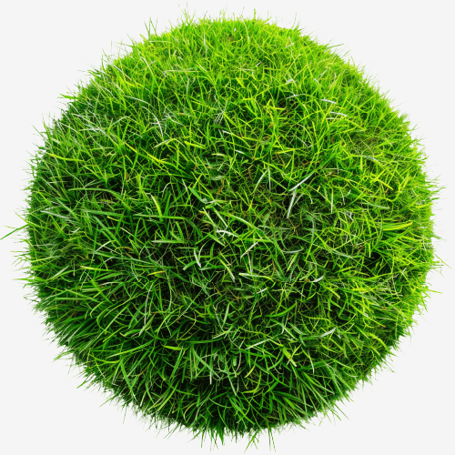 Grass