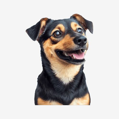 Happy Dog