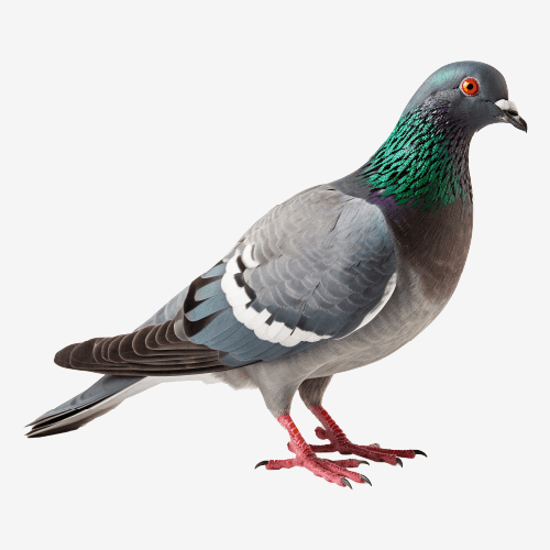 Pigeon
