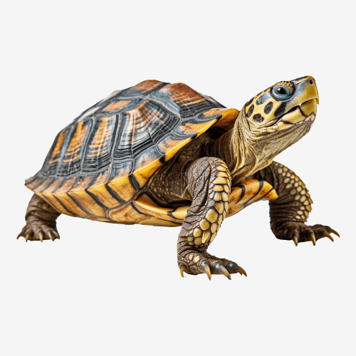 Turtle