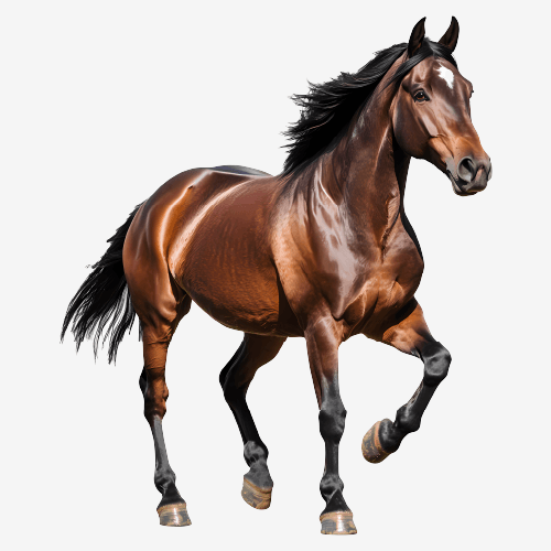 Horse running