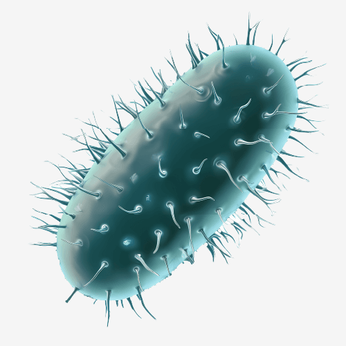 Bacteria