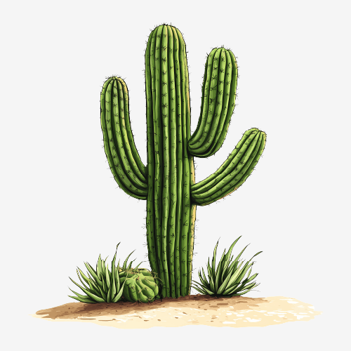 Cactus Illustration
