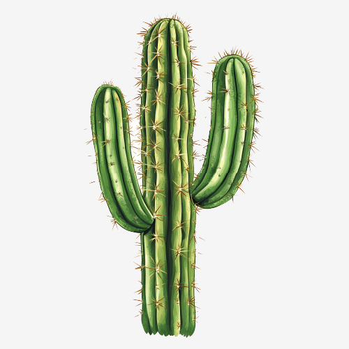 Cactus Illustration