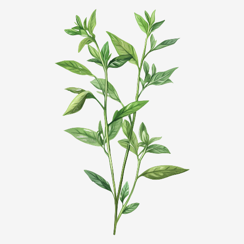 Herb Sprig Illustration